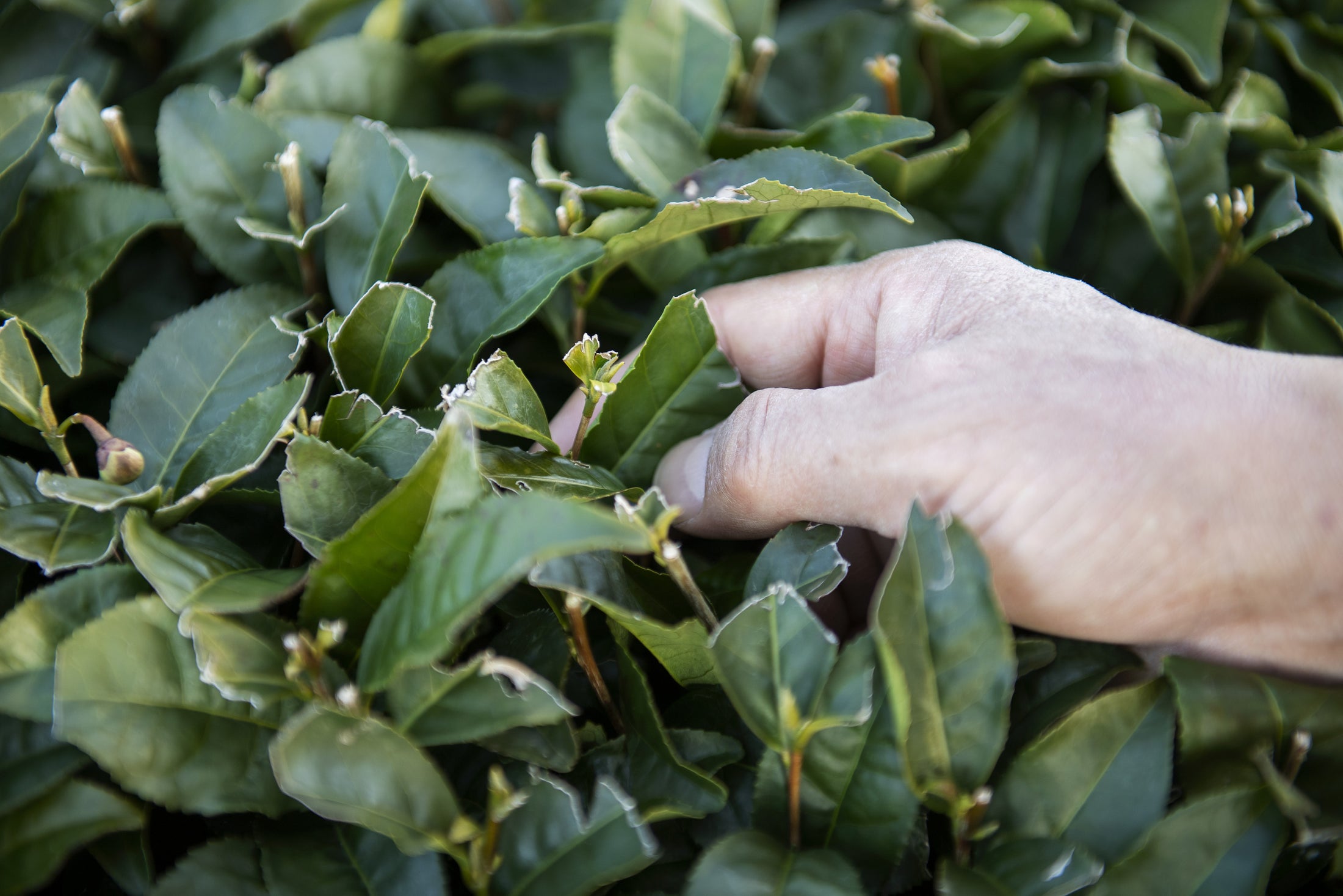 有田焼茶器・嬉野茶セット (税別)